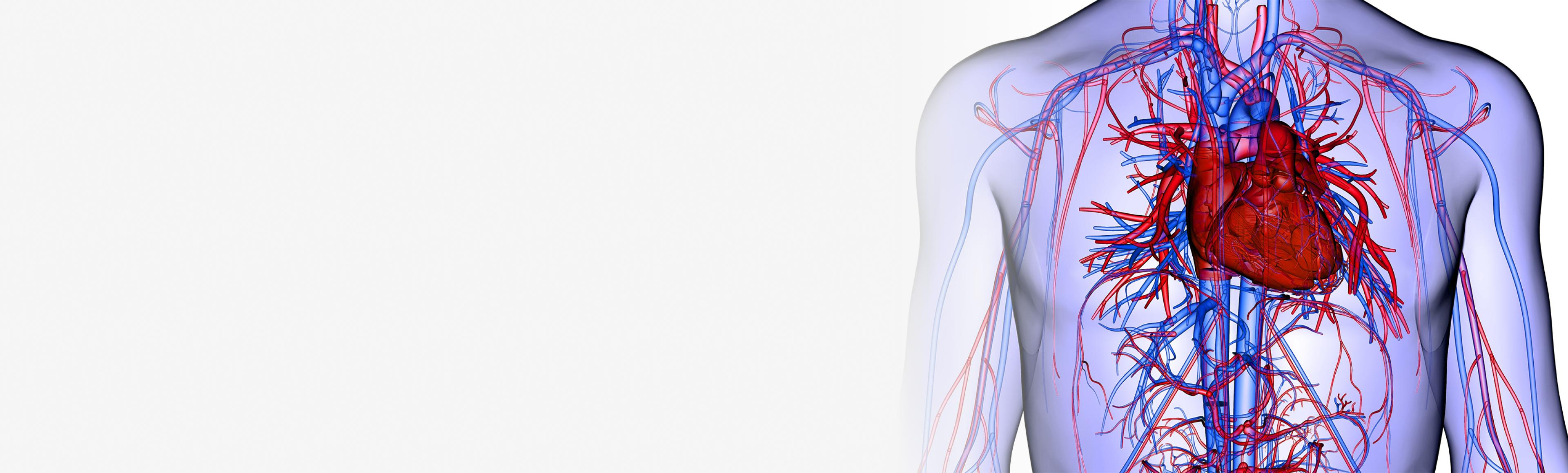 Health Interests Circulatory System Health Purehealth Research