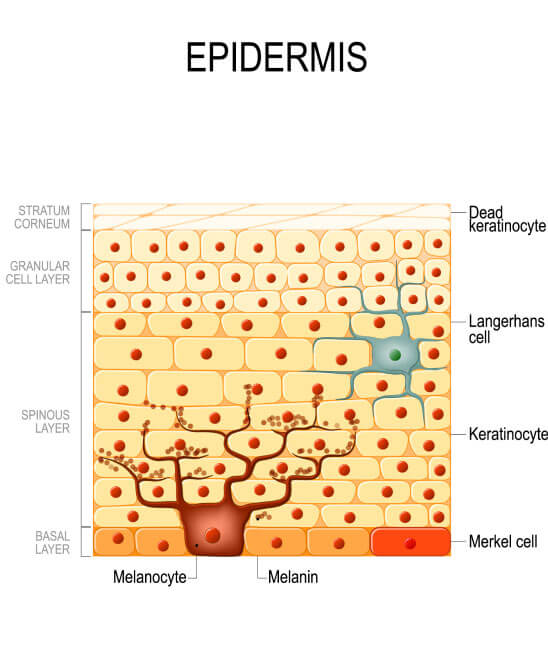 Dermal Restore | PureHealth Research