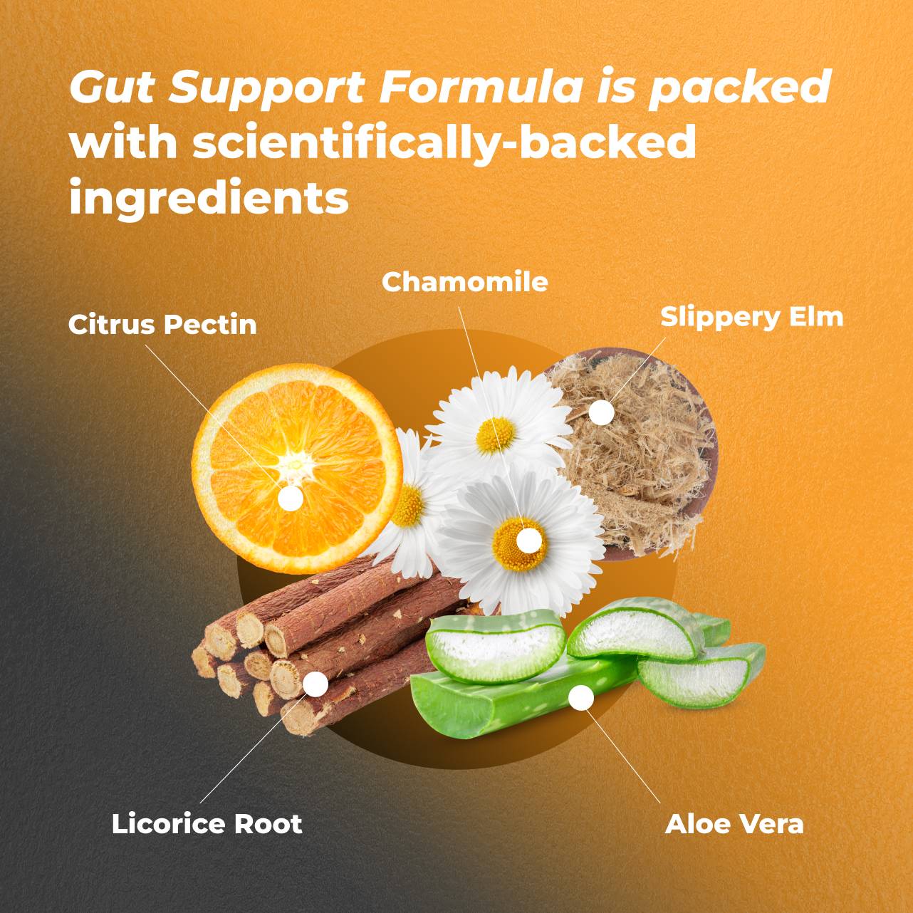 Gut Support Formula