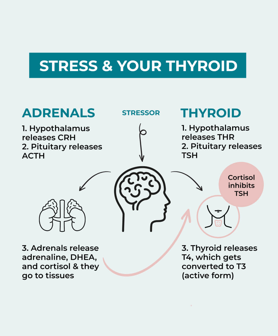 thyroid-harmony-formula-purehealth-research