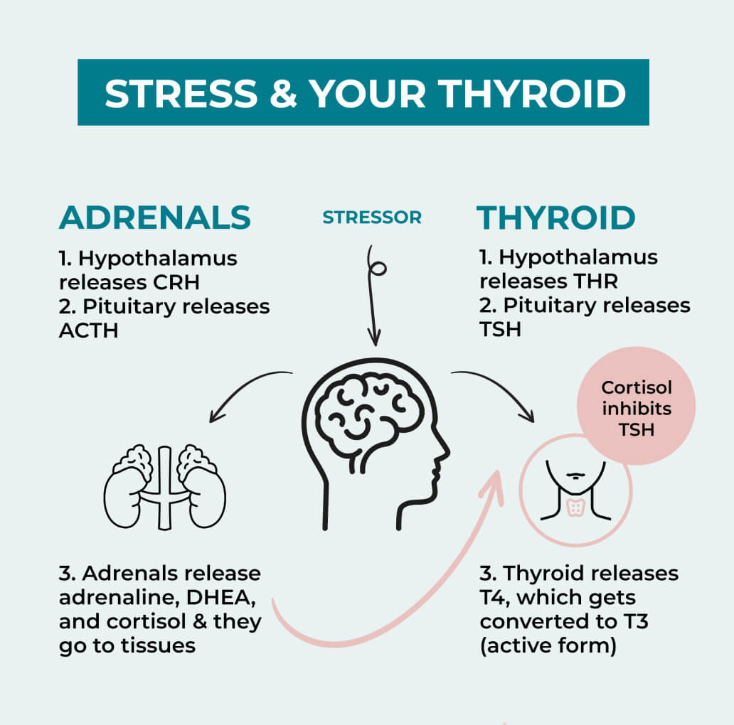 Thyroid Harmony Formula | PureHealth Research