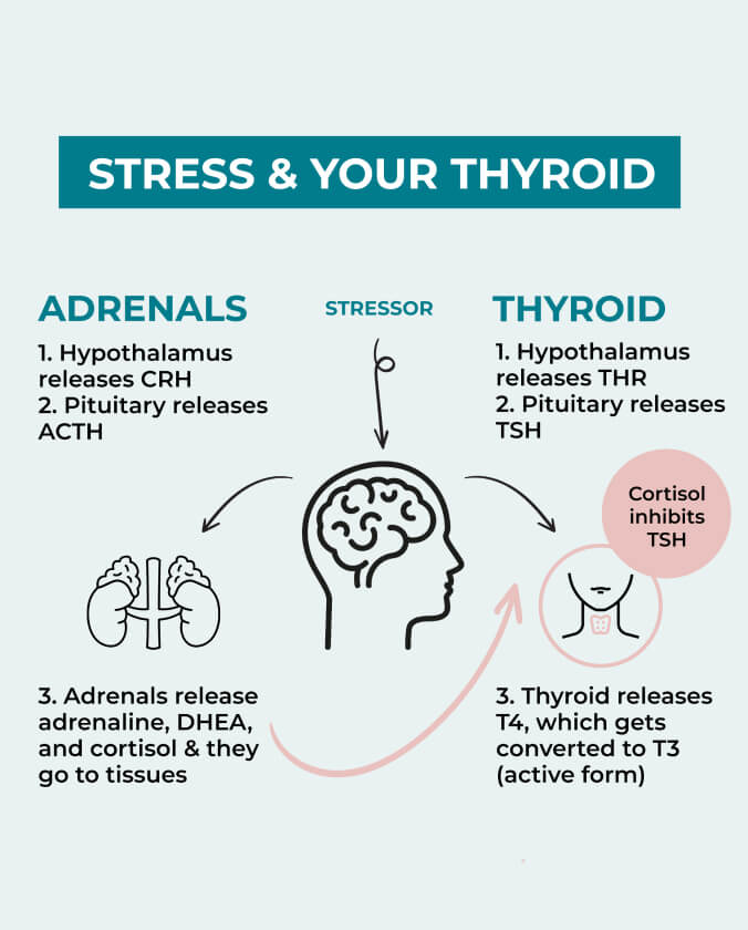 Thyroid Harmony Formula | PureHealth Research