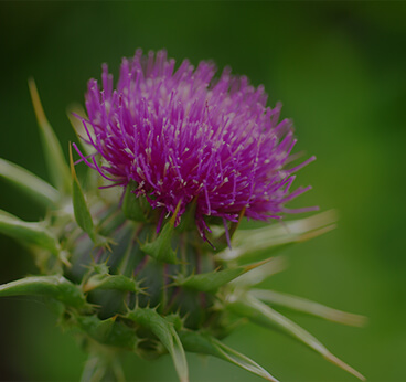 Milk Thistle